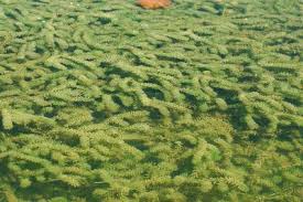 Image result for Hydrilla verticillata