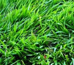 Anda dapat memilih mesin potong rumput tipe dorong ataupun gendong. Harga Rumput Jepang Per Meter Dan Cara Menanam Yang Benar
