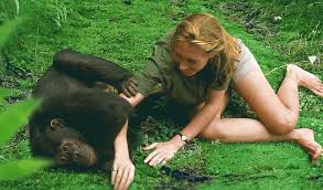The story of one remarkable woman who became a global icon in animal welfare and conservation who not only hoped for a better world this sweeping documentary celebrates the vast legacy of dr. Jane How Expert Editing Built An Artistic Documentary Indiewire