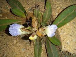 Image result for Blepharis acanthodioides