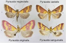 Image result for Pyrausta sanguinalis