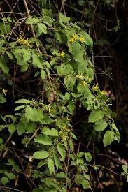 Image result for Grewia olukondae