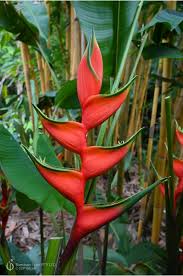 Image result for Erlangea