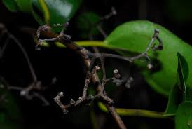 Image result for Cordia goetzei