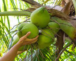 Tropical trees are evergreen or deciduous, based on the climate and soils in their native habitats. 5 Best Tropical Fruits To Grow In Your Backyard Plant Instructions