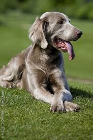 Pin By David Howarth On Weimaraner Beautiful Dogs Dogs Weimaraner Dogs