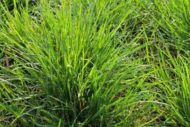 Lolium italicumbot.t australian ryegrass lolium multiflorum, syn.: Lolium Perenne Vorteile Die 8 Besten Sorten Plantura