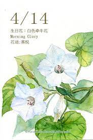 每日一花4 14 生日花 haru hello desenhos aquarela aquarela ilustracoes