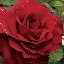Hybrid Tea Legends Hybrid Tea Rose Hybrid Tea Roses Planting Roses Tea Roses