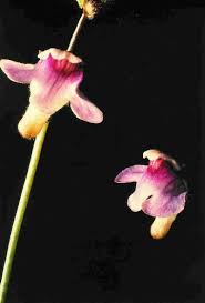 Image result for Genlisea hispidula