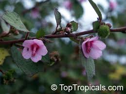 Image result for Urena