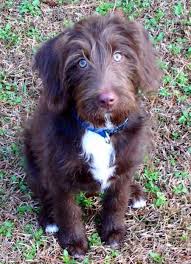 The typical poodle german shorthair pointer mix might possess a wide range of characteristics. German Shorthaired Pointer Poodle Breeder Online