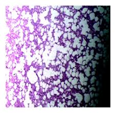 Image result for Antrocaryon