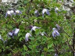 Clematis Alpina Alpine Clematis