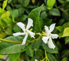 I fiori di sambuco sono dei profumatissimi fiori bianchi a forma di stella, facili da trovare nei mesi di maggio e giugno: Come Coltivare Il Gelsomino Community Lm