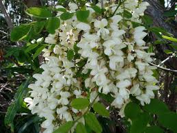 Jul 01, 2021 · listino n. Fiori Bianchi A Grappolo