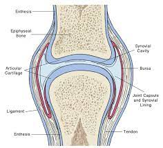 A joint is a place where two or more bones meet and is also called an articulation. Human Biology Fig 1 15 Synovial Joint English Labels Anatomytool