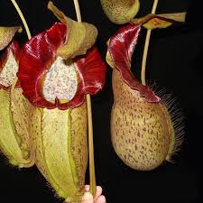 Image result for Nesaea spathulata