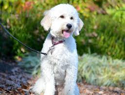 goldendoodle growth curve timberidge goldendoodles