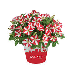 Contact little shop of flowers in myrtle beach on weddingwire. Little Shop Of Flowers Myrtle Beach