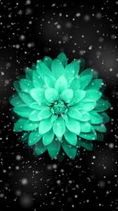 خلفيات موبايل للبنات Pretty Wallpapers Teal Flower Wallpaper