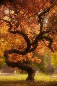 Glorious Wind Shaped Autumn Maple Giant Bonsai Beautiful Nature Unique Trees Nature Tree