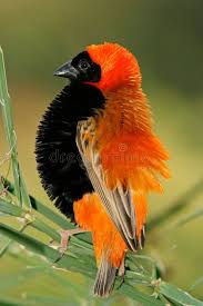 Male Red Bishop Bird Euplectes Orix Displaying With Puffed Feathers South Af Affiliate Bird Euplectes Bishop Beautiful Birds Colorful Birds Birds