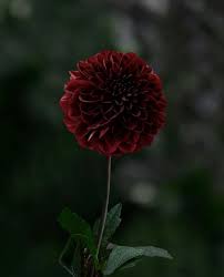 Dahlia Dark Spirit Is A Dark Red Almost Black Coloured Dahlia Admirable And Striking In The Flower Beds And Beautiful In Dark Flowers Black Flowers Flowers