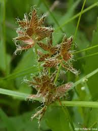 Image result for Cyperus nduru