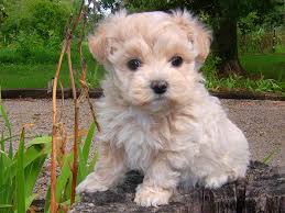 Maltipoo Elityavru Com