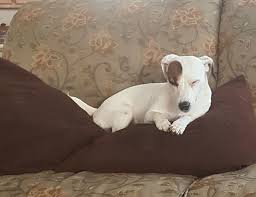 Chloe Saying A Prayer Hoping For Table Scraps Jack Russell Jack Russell Terrier Emotional Support Dog