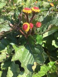 Image result for Acmella