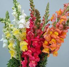 Possibly the most well known cut flower, the rose is a shrub long associated with romance and scent. Flowers For Cat Lovers Finally Some Cat Safe Choices Natural Cat Care Blog