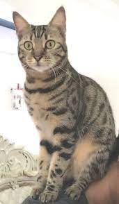 Name Of Pet Kiko Breed Bengal Cat Color Brown With Black Spots Stripes Beige Belly Gold Eyes Gender Female Age 2 Years O Grey Bengal Cat Cats Cat Urine