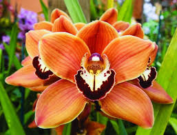 35 inspirasi bunga tangan untuk si pengantin sweetpictures. Orchid Cymbidium Perihalan Penjagaan Rumah Dan Pemindahan