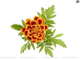 Spider Flower Sok Pa Google Marigold Flower Tattoo Tattoo Gallery Marigold Flower Flower Drawing Marigold