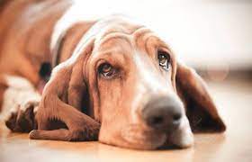 Do Dogs Cry Lovetoknow