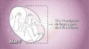 Como Crece Su Bebe Mes 7 Youtube