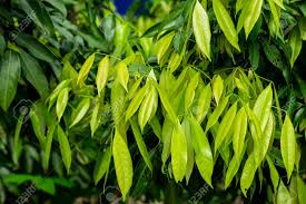Check spelling or type a new query. Young Green Leaves Of Lychee Tree In The Farm Stock Photo Picture And Royalty Free Image Image 136025826