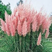 Pink Pampas Grass Pink Pampas Grass Plants Grasses Garden