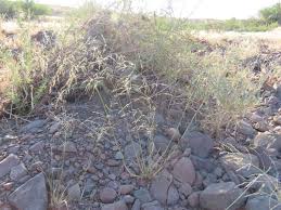 Image result for Eragrostis rotifer