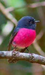 Birds Of The Same Feather Flock Together Essay Beautiful Bird Beautiful Birds Colorful Birds Animals