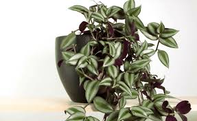 Piante da appartamento e da interno per il 2020, piante grasse, verdi o carnivore per arredare della casa. Pianta Cascante Da Appartamento Scegli La Specie Con Cura