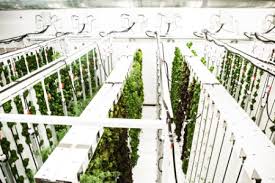 Why Your Next Big Bet Should Be In Food Innovation