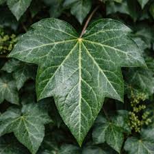 Image result for Hedera