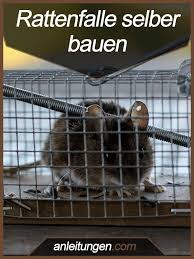 Rattenfalle Selber Bauen Die Meisten Im Handel Erhaltlichen Rattenfallen Qualen Oder Toten Die Nager Deshalb Ist E Selber Bauen Selber Bauen Anleitung Ratte