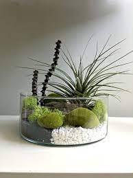 Air Plant Terrarium Large Air Plants Air Plant Terrarium Mini Zen Garden