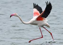 Flamingo Spotted in Texas After Escaping a Kansas Zoo in 2005 - The New  York Times
