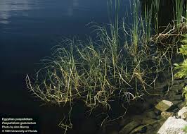 Image result for Paspalidium