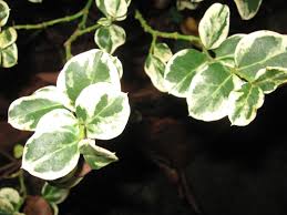 Image result for Carissa